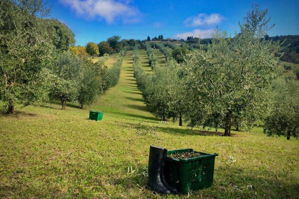 La Casina Della Quercia, Your Tuscan Oak Tree House Osteria Delle Noci Eksteriør billede