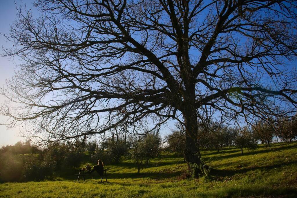 La Casina Della Quercia, Your Tuscan Oak Tree House Osteria Delle Noci Eksteriør billede